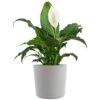 Peace Lily Plant Live Spathiphyllum Indoor Outdoor Plant In 10 In. Premium Ecopots White Gray