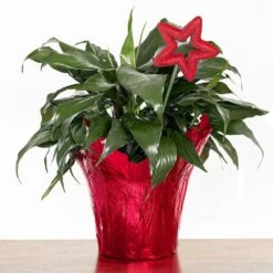 Live Peace Lily In 6 In. Pot In Red Holiday Wrapping -Urban Garden Store united nursery house plants spath6redw 4f 1000