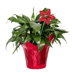 Live Peace Lily In 6 In. Pot In Red Holiday Wrapping