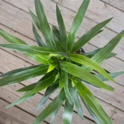 Yucca Cane Live Indoor Outdoor Plant In 10 Inch Premium Sustainable Ecopots Dark Grey Pot With Removeable Drainage Plug -Urban Garden Store united nursery house plants ycane10dg 4f 1000