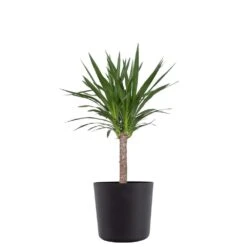 Yucca Cane Live Indoor Outdoor Plant In 10 Inch Premium Sustainable Ecopots Dark Grey Pot With Removeable Drainage Plug