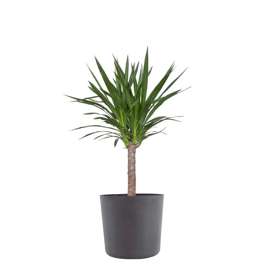 Yucca Cane Live Indoor Outdoor Plant In 10 Inch Premium Sustainable Ecopots Grey Pot With Removeable Drainage Plug 1 Yucca Cane Live Indoor Outdoor Plant In 10 Inch Premium Sustainable Ecopots Grey Pot With Removeable Drainage Plug