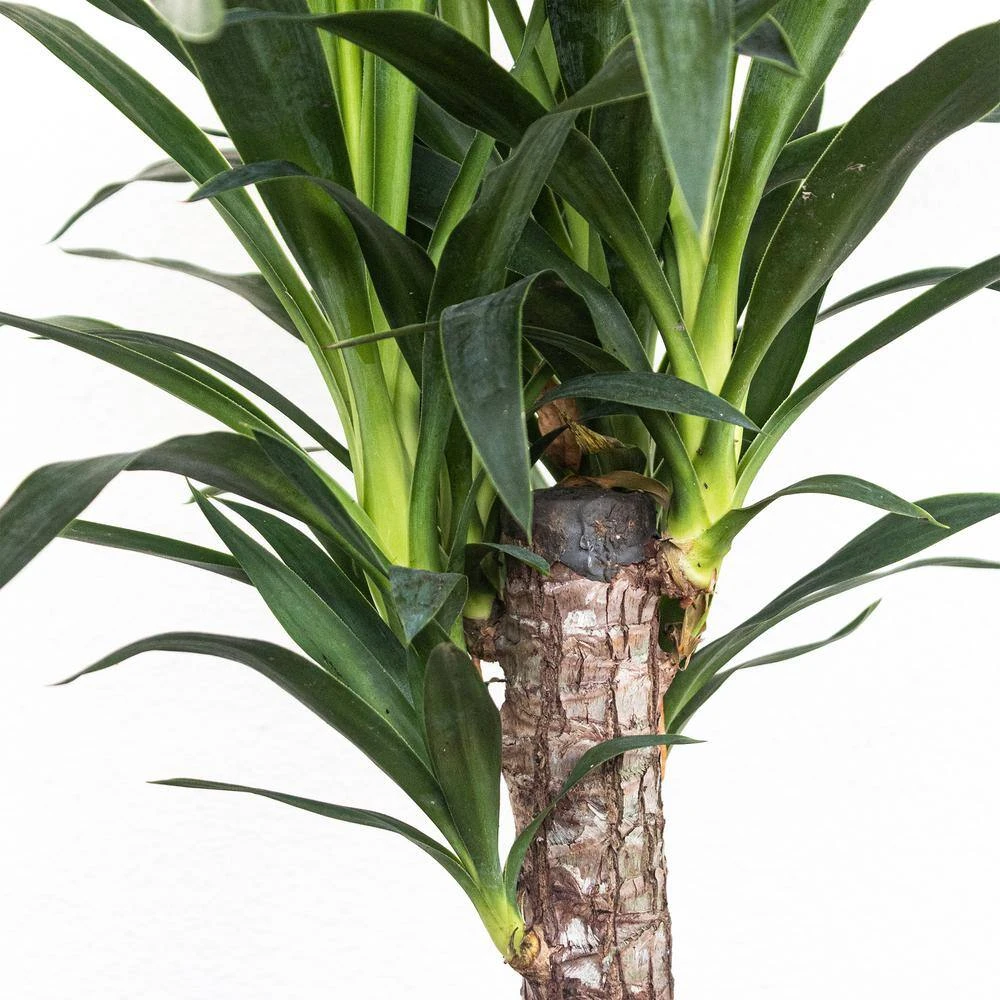 Yucca Cane Live Indoor Outdoor Plant In 10 Inch Premium Sustainable Ecopots Grey Pot With Removeable Drainage Plug 2 Yucca Cane Live Indoor Outdoor Plant In 10 Inch Premium Sustainable Ecopots Grey Pot With Removeable Drainage Plug - Image 2