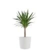 Yucca Cane Live Indoor Outdoor Plant In 10 Inch Premium Sustainable Ecopots Pure White Pot With Removeable Drainage Plug