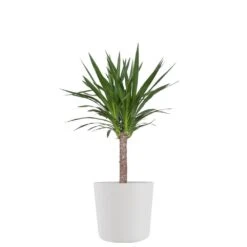 Yucca Cane Live Indoor Outdoor Plant In 10 Inch Premium Sustainable Ecopots Pure White Pot With Removeable Drainage Plug