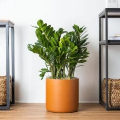 Live ZZ Plant Zamioculcas Zamiifolia In Premium 10 In. Graphite Fiberglass Pot -Urban Garden Store united nursery house plants zz10fggry 1f 1000