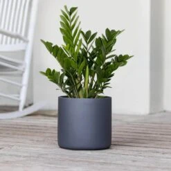 Live ZZ Plant Zamioculcas Zamiifolia In Premium 10 In. Graphite Fiberglass Pot -Urban Garden Store united nursery house plants zz10fggry 4f 1000