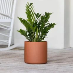 Live ZZ Plant Zamioculcas Zamiifolia In Premium 10 In. Terracotta Fiberglass Pot -Urban Garden Store united nursery house plants zz10fgtrc 1f 1000