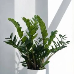 Live ZZ Plant Zamioculcas Zamiifolia In Premium 10 In. Terracotta Fiberglass Pot -Urban Garden Store united nursery house plants zz10fgtrc 44 1000