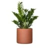 Live ZZ Plant Zamioculcas Zamiifolia In Premium 10 In. Terracotta Fiberglass Pot