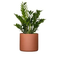 Live ZZ Plant Zamioculcas Zamiifolia In Premium 10 In. Terracotta Fiberglass Pot