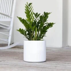 Live ZZ Plant Zamioculcas Zamiifolia In Premium 10 In. White Fiberglass Pot -Urban Garden Store united nursery house plants zz10fgwht 4f 1000