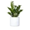 Live ZZ Plant Zamioculcas Zamiifolia In Premium 10 In. White Fiberglass Pot