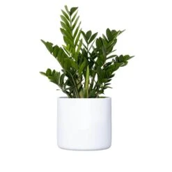 Live ZZ Plant Zamioculcas Zamiifolia In Premium 10 In. White Fiberglass Pot
