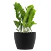 ZZ Plant Zamioculcas Zamiifolia Zanzibar Easy Care Low Light Plant In 6 Inch Premium Sustainable Ecopots Dark Grey Pot