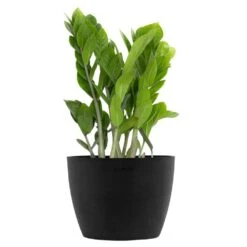 ZZ Plant Zamioculcas Zamiifolia Zanzibar Easy Care Low Light Plant In 6 Inch Premium Sustainable Ecopots Dark Grey Pot