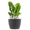 ZZ Plant Zamioculcas Zamiifolia Zanzibar Gem Easy Care Low Light Live Plant 6 Inch Premium Sustainable Ecopots Grey Pot