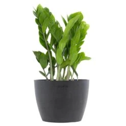 ZZ Plant Zamioculcas Zamiifolia Zanzibar Gem Easy Care Low Light Live Plant 6 Inch Premium Sustainable Ecopots Grey Pot