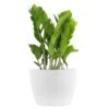 ZZ Plant Zamioculcas Zamiifolia Easy Care Low Light Plant In 6 Inch Premium Sustainable Ecopots Pure White Pot