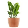 ZZ Plant Zamioculcas Zamiifolia Zanzibar Gem In 6 Inch Premium Sustainable Ecopots Terracotta Pot