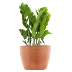 ZZ Plant Zamioculcas Zamiifolia Zanzibar Gem In 6 Inch Premium Sustainable Ecopots Terracotta Pot