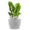 ZZ Plant Zamioculcas Zamiifolia Zanzibar Gem In 6 Inch Premium Sustainable Ecopots White Grey Pot