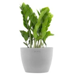 ZZ Plant Zamioculcas Zamiifolia Zanzibar Gem In 6 Inch Premium Sustainable Ecopots White Grey Pot