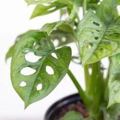 Monstera Adansonii Swiss Cheese Vine Live Plant In 6 Inch Grower Pot -Urban Garden Store united nursery monstera plants 00359 1f 1000