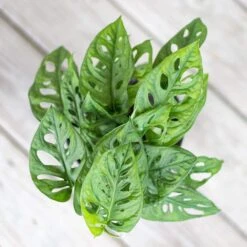 Monstera Adansonii Swiss Cheese Vine Live Plant In 6 Inch Grower Pot -Urban Garden Store united nursery monstera plants 00359 44 1000