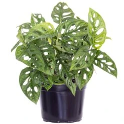 Monstera Adansonii Swiss Cheese Vine Live Plant In 6 Inch Grower Pot