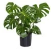 Monstera Deliciosa Split-Leaf Philodendron Live Swiss Cheese Plant In 9.25 Inch Grower Pot