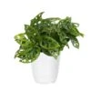 Monstera Adansonii Swiss Cheese Vine Live Plant In 6 Inch White Decor Pot