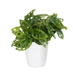 Monstera Adansonii Swiss Cheese Vine Live Plant In 6 Inch White Decor Pot