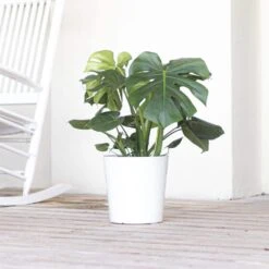 Swiss Cheese Plant Monstera Deliciosa Plant 24. In To 34 In. Tall In 10 In. White Decor Pot 8 Swiss Cheese Plant Monstera Deliciosa Plant 24. In To 34 In. Tall In 10 In. White Decor Pot -Urban Garden Store united nursery monstera plants 74639 1f 1000