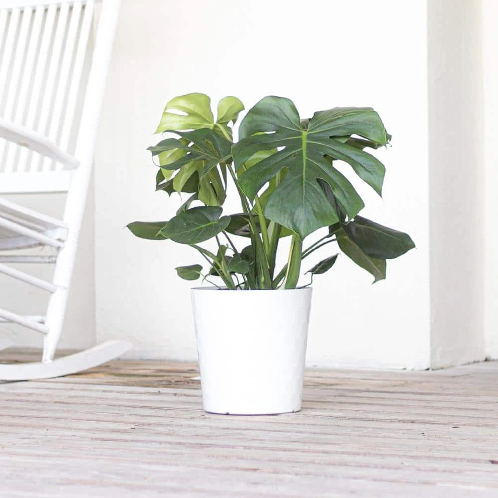 Swiss Cheese Plant Monstera Deliciosa Plant 24. In To 34 In. Tall In 10 In. White Decor Pot 4 Swiss Cheese Plant Monstera Deliciosa Plant 24. In To 34 In. Tall In 10 In. White Decor Pot - Image 4