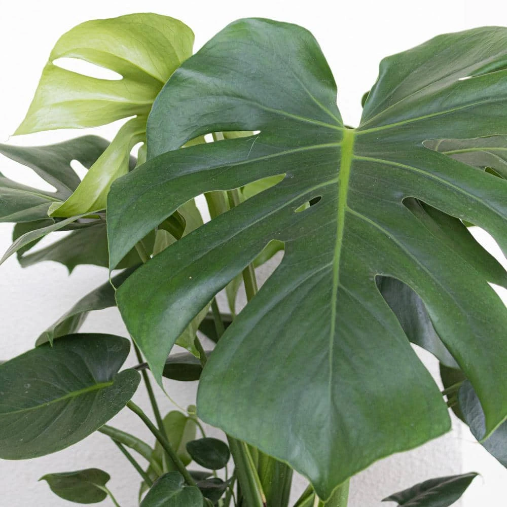 Swiss Cheese Plant Monstera Deliciosa Plant 24. In To 34 In. Tall In 10 In. White Decor Pot 3 Swiss Cheese Plant Monstera Deliciosa Plant 24. In To 34 In. Tall In 10 In. White Decor Pot - Image 3