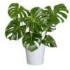 Swiss Cheese Plant Monstera Deliciosa Plant 24. In To 34 In. Tall In 10 In. White Decor Pot