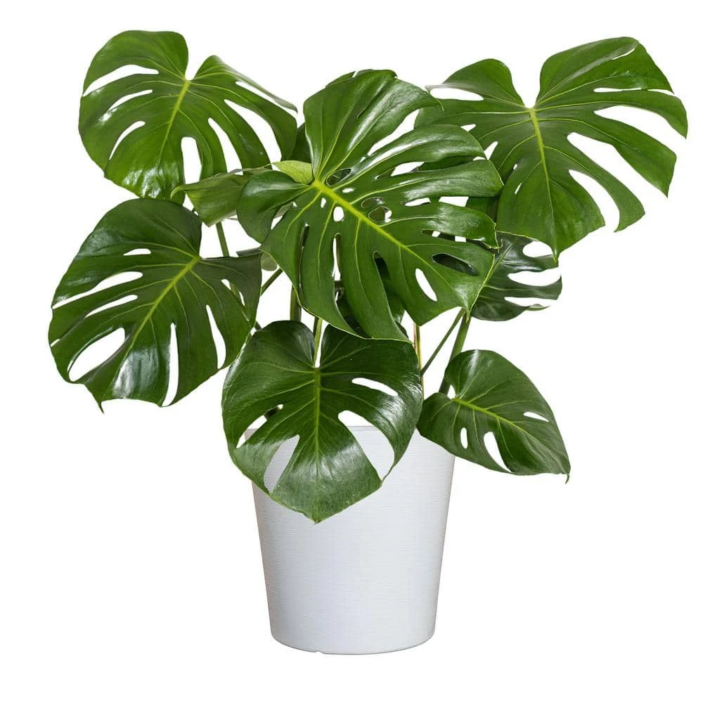 Swiss Cheese Plant Monstera Deliciosa Plant 24. In To 34 In. Tall In 10 In. White Decor Pot 1 Swiss Cheese Plant Monstera Deliciosa Plant 24. In To 34 In. Tall In 10 In. White Decor Pot