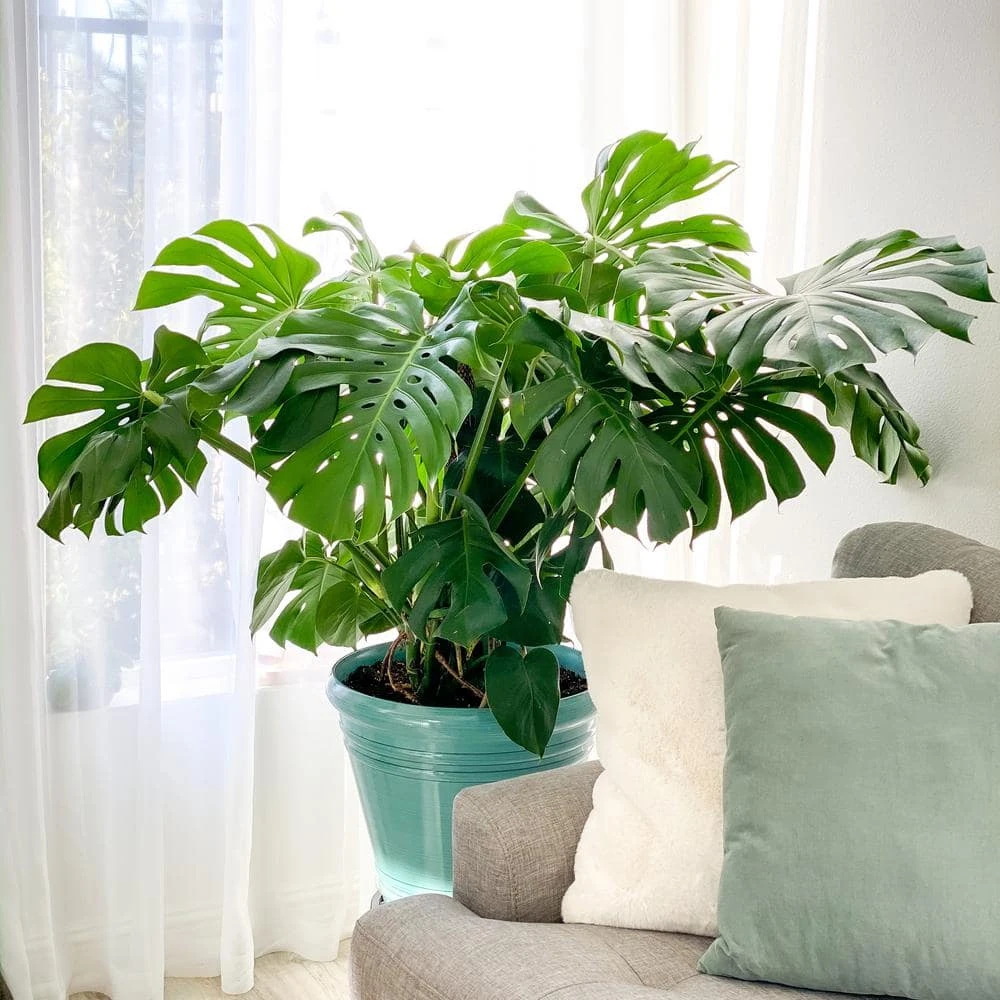 Swiss Cheese Plant Monstera Deliciosa Plant 24. In To 34 In. Tall In 10 In. White Decor Pot 2 Swiss Cheese Plant Monstera Deliciosa Plant 24. In To 34 In. Tall In 10 In. White Decor Pot - Image 2