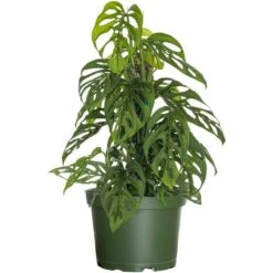 Live Swiss Cheese Vine Monstera Adansonii Houseplant On Totem Pole In 6 In. Grower Pot