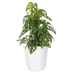 Live Swiss Cheese Vine Monstera Adansonii Houseplant On Totem Pole In 6 In. White Decor Pot