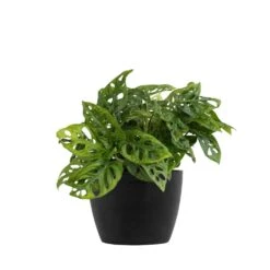 Monstera Adansonii Swiss Cheese Vine Live Plant In 6 Inch Premium Sustainable Ecopots Dark Grey Pot