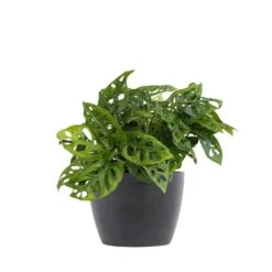 Monstera Adansonii Swiss Cheese Vine Live Plant In 6 Inch Premium Sustainable Ecopots Grey Pot