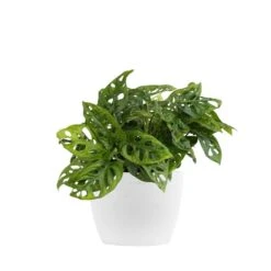 Monstera Adansonii Swiss Cheese Vine Live Plant In 6 Inch Premium Sustainable Ecopots Pure White Pot