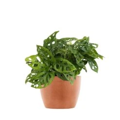 Monstera Adansonii Swiss Cheese Vine Live Plant In 6 Inch Premium Ecopots Terracotta Pot