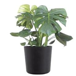 Monstera Deliciosa Split Leaf Philodendron Swiss Cheese Plant In 10 Inch Premium Sustainable Ecopots Dark Grey Pot