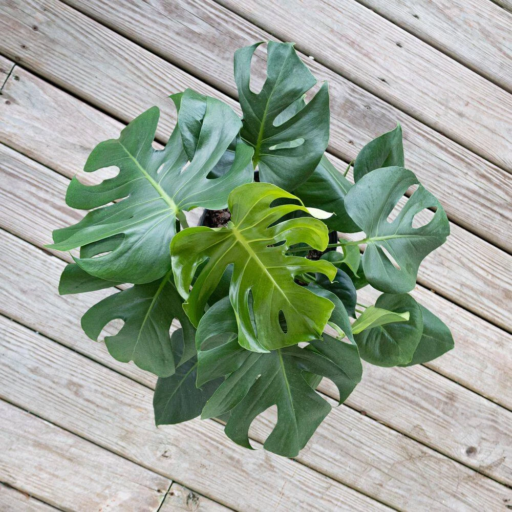 Monstera Deliciosa Split Leaf Philodendron Swiss Cheese Plant In 10 Inch Premium Sustainable Ecopots Grey Pot 3 Monstera Deliciosa Split Leaf Philodendron Swiss Cheese Plant In 10 Inch Premium Sustainable Ecopots Grey Pot - Image 3