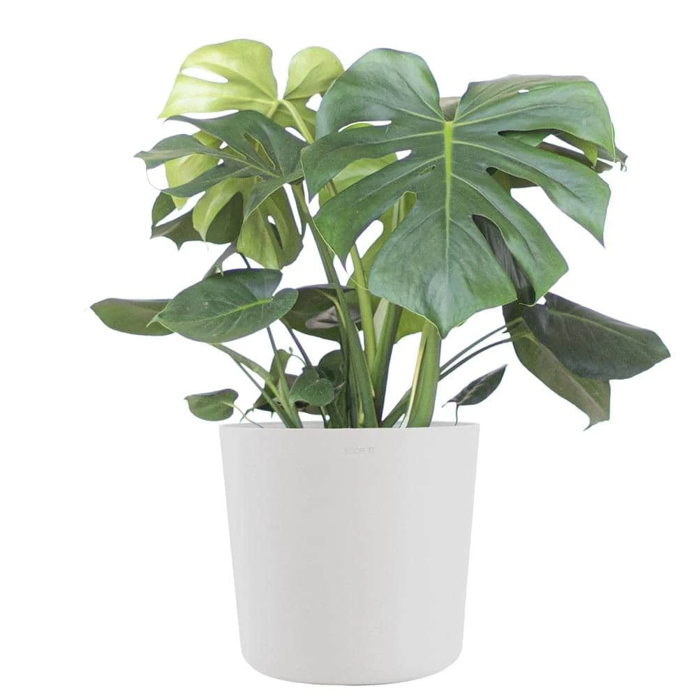 Monstera Deliciosa Split Leaf Philodendron Swiss Cheese Plant In 10 Inch Premium Sustainable White Pot 1 Monstera Deliciosa Split Leaf Philodendron Swiss Cheese Plant In 10 Inch Premium Sustainable White Pot