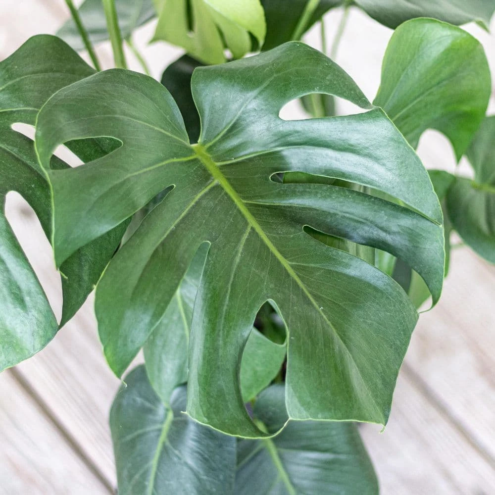 Monstera Deliciosa Split Leaf Philodendron Swiss Cheese Plant In 10 Inch Premium Sustainable White Pot 2 Monstera Deliciosa Split Leaf Philodendron Swiss Cheese Plant In 10 Inch Premium Sustainable White Pot - Image 2