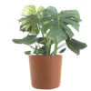 Monstera Deliciosa Split Leaf Philodendron Swiss Cheese Plant In 10 Inch Premium Sustainable Terracotta Pot